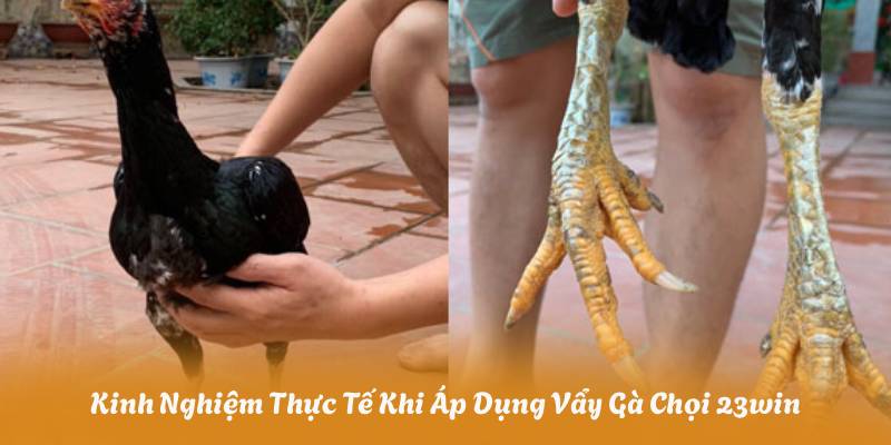 Kinh Nghiệm Thực Tế Khi Áp Dụng Vẩy Gà Chọi 23win