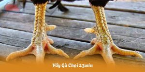 Vẩy Gà Chọi 23win – Kinh Nghiệm Soi Vảy Gà Chuẩn Cho Người Mới