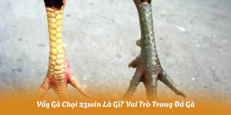 Vẩy Gà Chọi 23win Là Gì? Vai Trò Trong Đá Gà